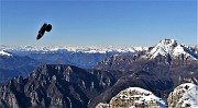 67 Gracchio in volo ...con Grignetta a dx e Alpi all'orizzonte
